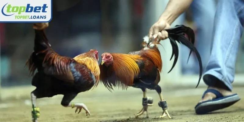 Factors that create the appeal of Cambodian cockfighting at TOPBET