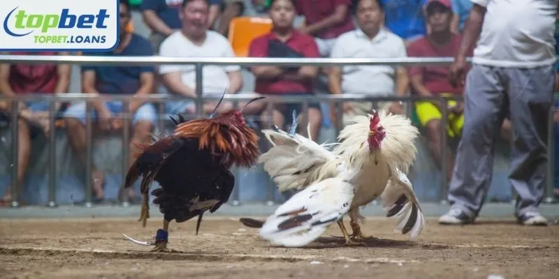 Discover the nature of online Cambodian cockfighting