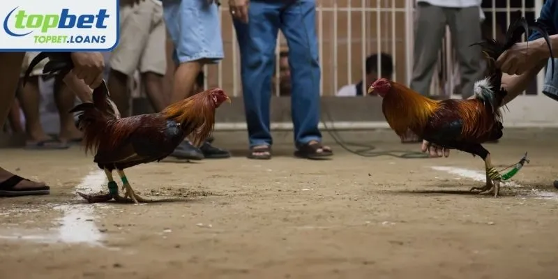 Special Cambodian cockfighting with knife spurs