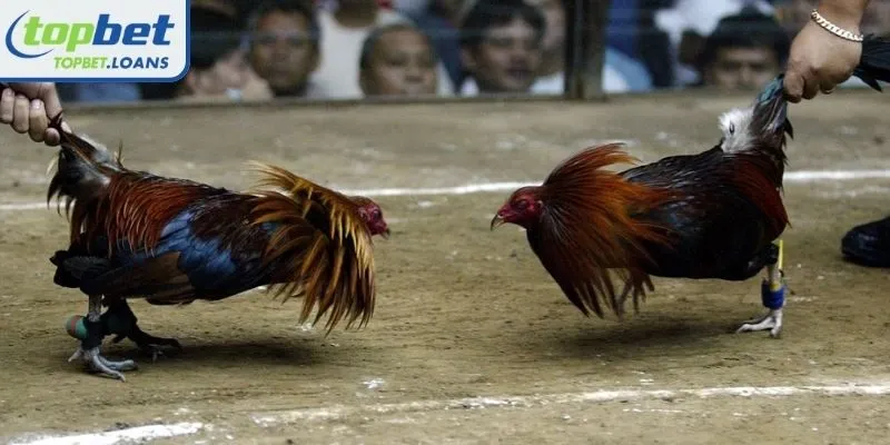 Learn more about Knife-spur Cockfighting