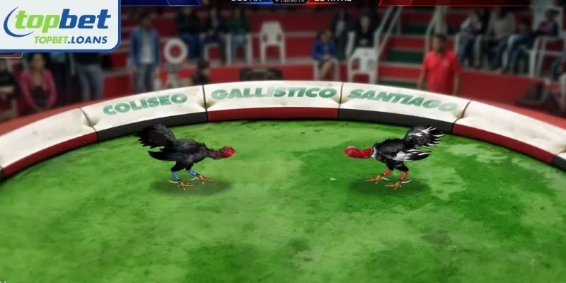 Structure and duration of a Knife-spur Cockfighting match