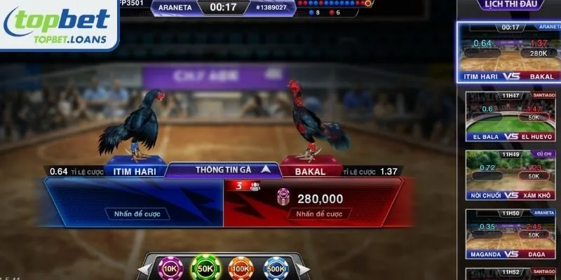 Managing capital for Live cockfighting betting
