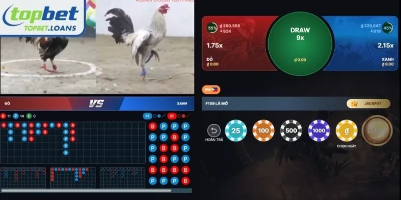 Live cockfighting in Cambodia