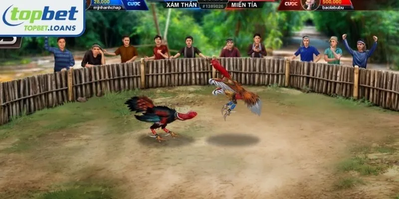 Overview of the TOPBET Live cockfighting type