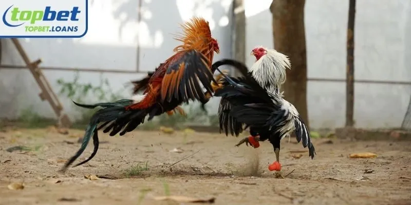 The nature of the form of Steel-spur Cockfighting TOPBET