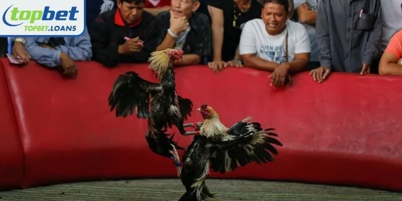 Weight standards for Steel-spur Cockfighting