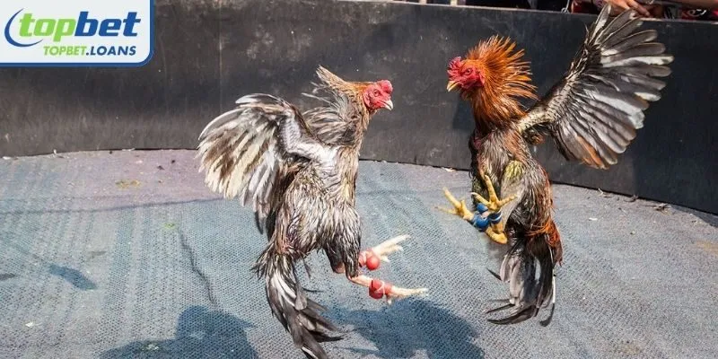 Explore the dramatic arena of Thomo cockfighting