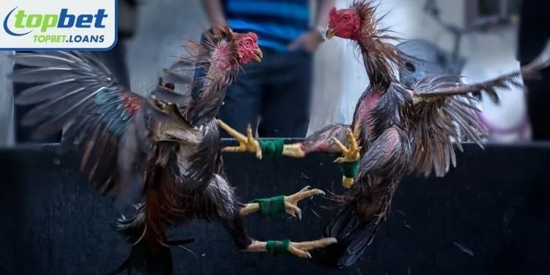 How to play Thomo cockfighting at TOPBET