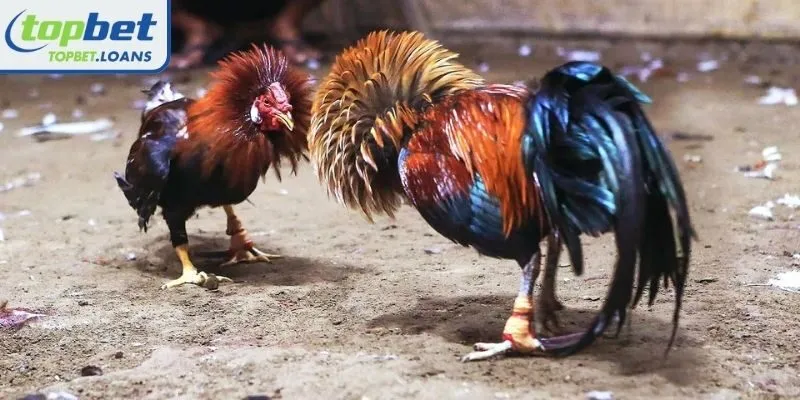 Thomo cockfighting with knife spurs is breathtakingly dramatic
